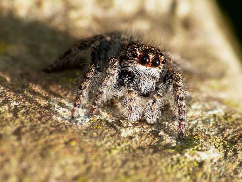 Philaeus chrysops - Montalto Uffugo (CS)
